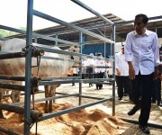 Kunjungan Presiden Joko Widodo ke Peternakan Sapi Karya Anugerah Rumpin